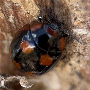 Paropsisterna beata at Casey, ACT - 11 Jan 2025 02:17 PM