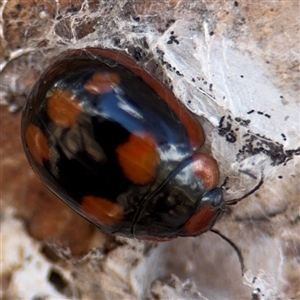 Paropsisterna beata at Casey, ACT - 11 Jan 2025 02:17 PM