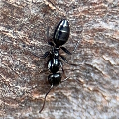 Colobopsis gasseri (An arboreal ant) at Casey, ACT - 11 Jan 2025 by Hejor1