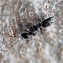 Colobopsis gasseri at Casey, ACT - 11 Jan 2025 02:34 PM