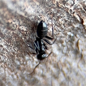 Colobopsis gasseri at Casey, ACT - 11 Jan 2025 02:34 PM