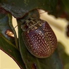 Paropsisterna decolorata (A Eucalyptus leaf beetle) at Casey, ACT - 11 Jan 2025 by Hejor1