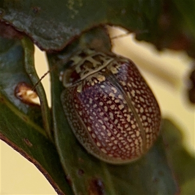 Paropsisterna decolorata (A Eucalyptus leaf beetle) at Casey, ACT - 11 Jan 2025 by Hejor1