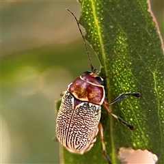 Aporocera (Aporocera) sculptilis (Leaf beetle) at Casey, ACT - 11 Jan 2025 by Hejor1