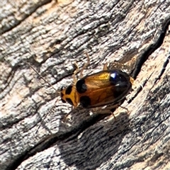 Monolepta picticollis (Picticollis leaf beetle) at Casey, ACT - 11 Jan 2025 by Hejor1