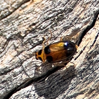 Monolepta picticollis (Picticollis leaf beetle) at Casey, ACT - 11 Jan 2025 by Hejor1