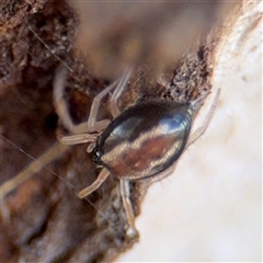 Euryopis umbilicata (Striped tick spider) at Casey, ACT - 11 Jan 2025 by Hejor1