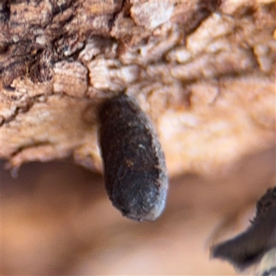 Lepidoptera unclassified IMMATURE (caterpillar or pupa or cocoon) at Casey, ACT - 11 Jan 2025 by Hejor1