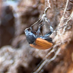 Phyllotocus sp. (genus) (Nectar scarab) at Casey, ACT - 11 Jan 2025 by Hejor1