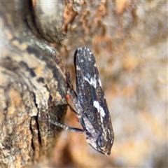 Ledrinae (subfamily) (A Flat-headed Leafhopper) at Casey, ACT - 11 Jan 2025 by Hejor1