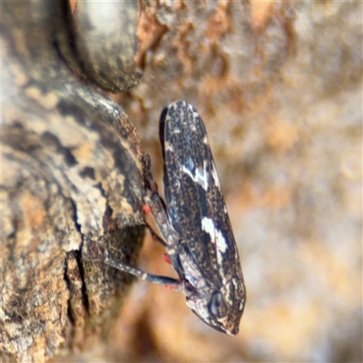 Platybrachys sp. (genus) at Casey, ACT - 11 Jan 2025 by Hejor1