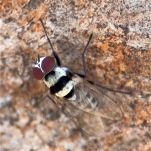 Anthomyia vicarians at Casey, ACT - 11 Jan 2025 02:08 PM