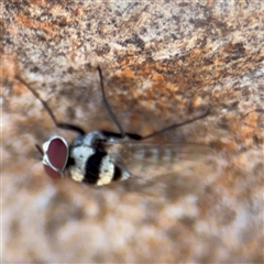 Anthomyia vicarians at Casey, ACT - 11 Jan 2025 02:08 PM