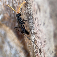 Fabriogenia sp. (genus) (Spider wasp) at Casey, ACT - 11 Jan 2025 by Hejor1