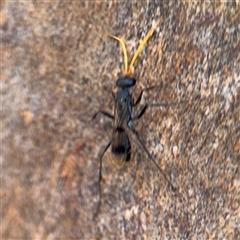 Fabriogenia sp. (genus) at Casey, ACT - 11 Jan 2025