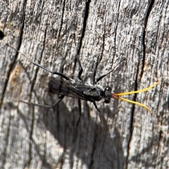 Fabriogenia sp. (genus) at Casey, ACT - 11 Jan 2025