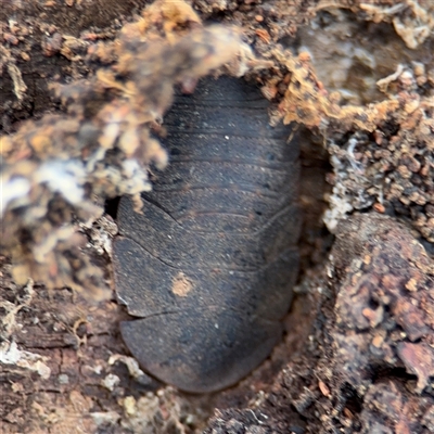 Laxta granicollis (Common bark or trilobite cockroach) at Casey, ACT - 11 Jan 2025 by Hejor1