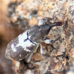 Zimmermanianthus frater (Weevil) at Casey, ACT - 11 Jan 2025 by Hejor1