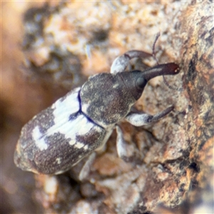 Zimmermanianthus frater at Casey, ACT - 11 Jan 2025 01:56 PM