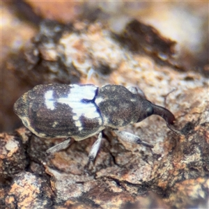 Zimmermanianthus frater at Casey, ACT - 11 Jan 2025 01:56 PM