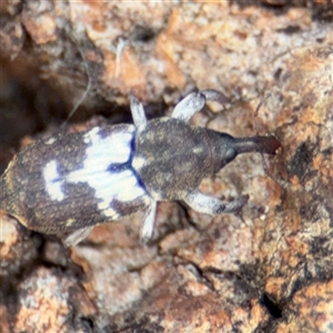 Zimmermanianthus frater at Casey, ACT - 11 Jan 2025 01:56 PM