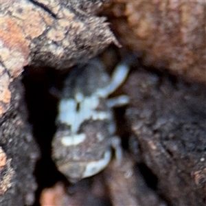 Zimmermanianthus frater at Casey, ACT - 11 Jan 2025 01:56 PM