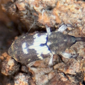 Zimmermanianthus frater at Casey, ACT - 11 Jan 2025 01:56 PM