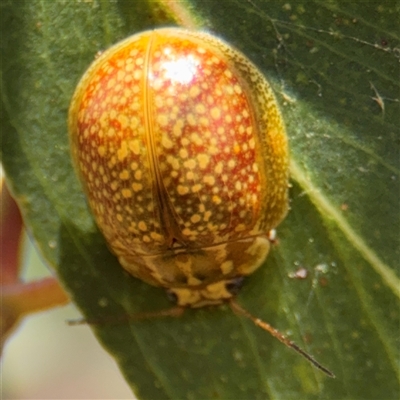 Paropsisterna cloelia (Eucalyptus variegated beetle) at Casey, ACT - 11 Jan 2025 by Hejor1