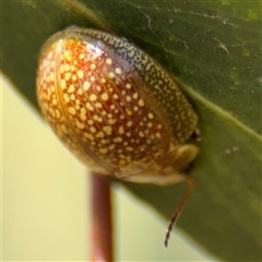 Paropsisterna cloelia at Casey, ACT - 11 Jan 2025