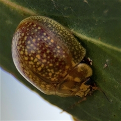 Paropsisterna cloelia at Casey, ACT - 11 Jan 2025