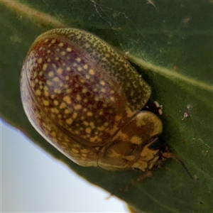 Paropsisterna cloelia at Casey, ACT - 11 Jan 2025 02:38 PM