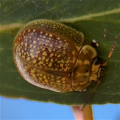 Paropsisterna cloelia at Casey, ACT - 11 Jan 2025