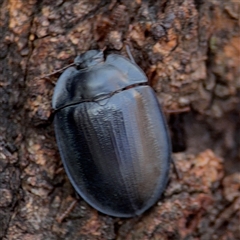 Pterohelaeus piceus (Pie-dish beetle) at Casey, ACT - 11 Jan 2025 by Hejor1