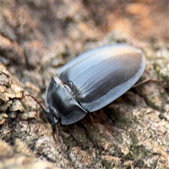 Pterohelaeus piceus at Casey, ACT - 11 Jan 2025 02:10 PM