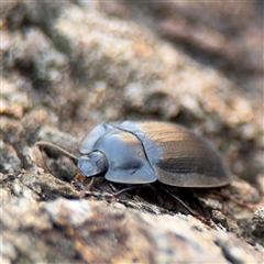 Pterohelaeus piceus at Casey, ACT - 11 Jan 2025 02:10 PM