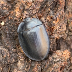 Pterohelaeus piceus at Casey, ACT - 11 Jan 2025 02:10 PM