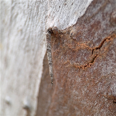 Conoeca or Lepidoscia (genera) IMMATURE (Unidentified Cone Case Moth larva, pupa, or case) at Casey, ACT - 11 Jan 2025 by Hejor1