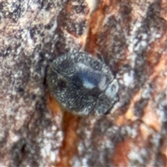 Coccinellidae (family) (Unidentified lady beetle) at Casey, ACT - 11 Jan 2025 by Hejor1