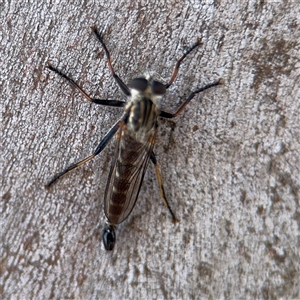 Cerdistus sp. (genus) at Casey, ACT - 11 Jan 2025 02:01 PM