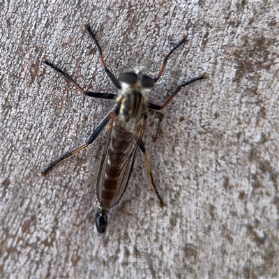 Cerdistus sp. (genus) (Slender Robber Fly) at Casey, ACT - 11 Jan 2025 by Hejor1