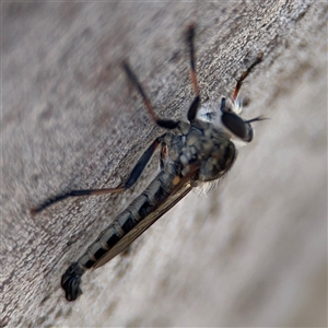 Cerdistus sp. (genus) at Casey, ACT - 11 Jan 2025 02:01 PM