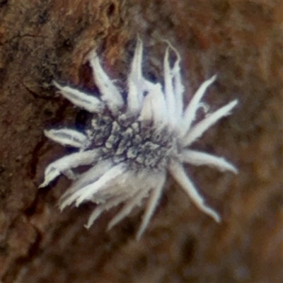 Cryptolaemus montrouzieri (Mealybug ladybird) at Casey, ACT - 11 Jan 2025 by Hejor1