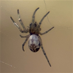 Araneus eburnus at Casey, ACT - 11 Jan 2025 by Hejor1