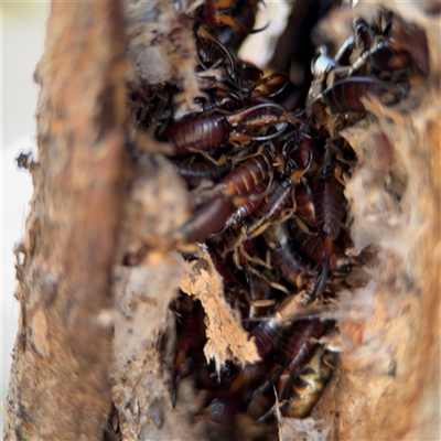 Forficula auricularia (European Earwig) at Casey, ACT - 11 Jan 2025 by Hejor1