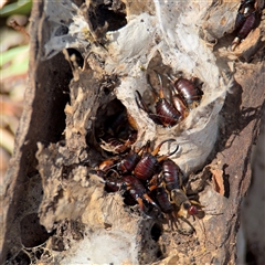 Forficula auricularia at Casey, ACT - 11 Jan 2025 01:51 PM