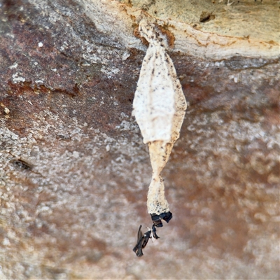 Hyalarcta nigrescens (Ribbed Case Moth) at Casey, ACT - 11 Jan 2025 by Hejor1