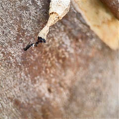 Hyalarcta nigrescens at Casey, ACT - 11 Jan 2025 02:32 PM