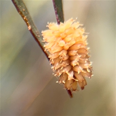 Paropsis atomaria at Casey, ACT - 11 Jan 2025 by Hejor1