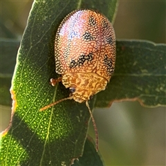 Paropsis atomaria at Casey, ACT - 11 Jan 2025 02:42 PM