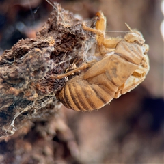 Psaltoda moerens (Redeye cicada) at Casey, ACT - 11 Jan 2025 by Hejor1